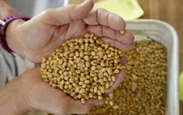 Trung Quốc xác nhận mua thêm nông sản Mỹ