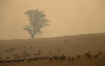 Khói do cháy rừng Australia phát tán khắp thế giới