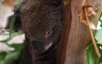 Thảm họa cháy rừng Australia: Gấu Koala đứng trước nguy cơ tuyệt chủng