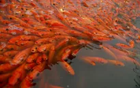 Làng cá chép đỏ nhộn nhịp trước ngày tiễn Táo quân về trời