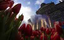 Hàng trăm nghìn bông hoa tulip khoe sắc tại Ngày hội hoa tulip Hà Lan