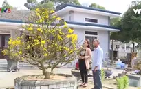 Giữ gìn làng mai truyền thống