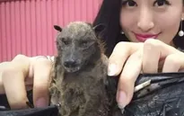 “Hot girl” mạng xã hội gây phẫn nộ vì video ăn thịt dơi trong bối cảnh virus corona đang lây lan