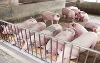 Giá thịt lợn hơi trên địa bàn cả nước tăng mạnh