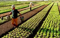 Các tỉnh miền Trung cần gần 9.500 tỷ đồng để khôi phục sản xuất nông nghiệp