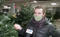 Người dân châu Âu chọn cây thông Noel như thế nào?