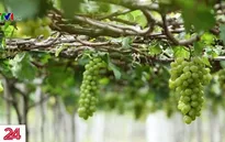 Bất lực vì giống cây trồng bị xâm phạm bản quyền