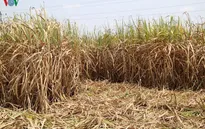 Gia tăng nguy cơ cháy ruộng mía trong mùa khô hạn