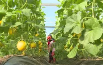 Trải nghiệm thú vị tại nông trại organic
