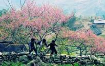 Hoa đào núi Tây Bắc khoe sắc hồng tuyệt đẹp trong nắng xuân