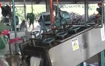 Ngân hàng hỗ trợ doanh nghiệp bị ảnh hưởng bởi COVID-19