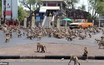 Khỉ đói tràn xuống đường phố ở Thái Lan tranh giành thực phẩm
