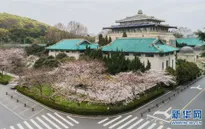 Người dân Vũ Hán (Trung Quốc) xem hoa anh đào nở qua livestream