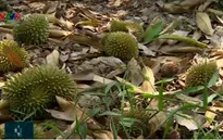 Hạn mặn đỉnh điểm, nông dân trồng sầu riêng "bấm bụng" cắt bỏ quả non