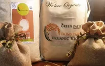 Liên kết sản xuất gạo hữu cơ, hướng tới xuất khẩu bền vững