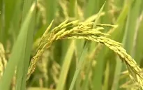 An Giang kiến nghị cho cơ chế xuất khẩu lại gạo, nếp