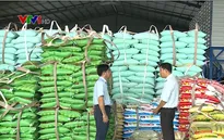 Thị trường lúa gạo ĐBSCL chuyển biến tích cực sau dỡ bỏ hạn ngạch xuất khẩu