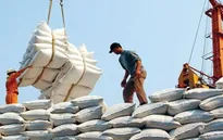 Doanh nghiệp "xù" hợp đồng gạo dự trữ quốc gia vẫn được tái đấu thầu