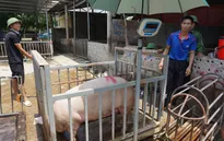 Nghi vấn thao túng giá thịt lợn, Thủ tướng chỉ đạo 3 bộ xem xét, xử lý