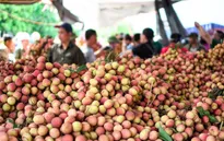 Vải thiều Thanh Hà đã sẵn sàng chinh phục thị trường kỹ tính hàng đầu thế giới