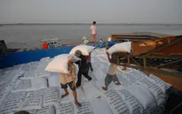 Việt Nam trúng thầu xuất khẩu 60.000 tấn gạo sang Philippines