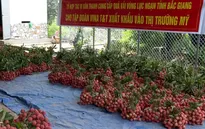 20 tấn vải Bắc Giang lên đường sang Mỹ