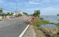 Nguy cơ gia tăng sạt lở trong mùa mưa tại Đồng bằng sông Cửu Long