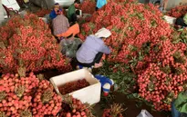 Đỏ rực “vương quốc” vải thiều những ngày tháng 6…