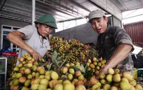 Quả vải thiều Việt đã sẵn sàng chinh phục Nhật Bản