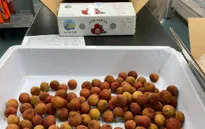 Lô vải đầu tiên của Việt Nam đã chính thức cập bến Nhật Bản