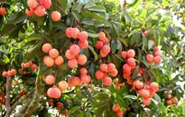 Vải xuất đi Nhật được khử trùng kỹ đến mức nào?