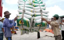 Giá gạo Việt lập đỉnh