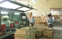 Nhiều doanh nghiệp gỗ khôi phục được 50-60% hoạt động sản xuất kinh doanh