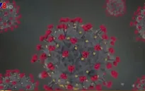 Mỹ xác định gene quan trọng trong kháng thể virus SARS-CoV-2