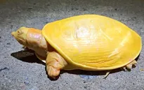 Phát hiện rùa toàn thân màu vàng tươi vô cùng quý hiếm ở Ấn Độ