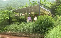 Farmstay nở rộ, Hiệp hội BĐS TP. HCM kiến nghị cấm tách thửa đất nông nghiệp