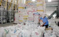Giá trị xuất khẩu gạo 6 tháng tăng gần 18%