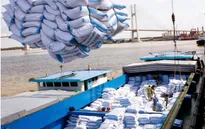 Giá gạo tăng nhưng sản lượng xuất khẩu lại giảm mạnh