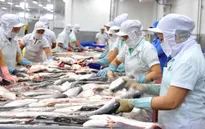 Xuất khẩu cá tra sang Anh tăng mạnh