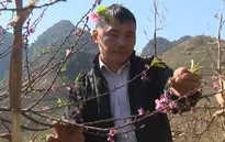 Cây đào mang Tết ấm no cho người dân vùng cao