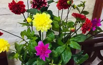 Những loại hoa chơi Tết dành cho... nhà nghèo