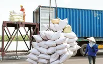 Giá gạo Việt xuất khẩu vượt Thái Lan