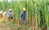 Áp dụng các biện pháp phòng vệ thương mại với đường nhập khẩu
