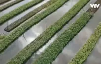 Vườn nổi - giải pháp thích ứng với biến đổi khí hậu