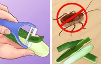 6 mẹo giúp nhà bạn “sạch bóng” côn trùng mà không dùng chất hóa học