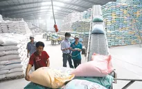 Giá gạo xuất khẩu duy trì ở mức cao