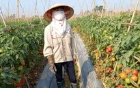 Nông dân Hải Dương có thể mất hàng trăm tỷ đồng vì nông sản ùn tắc