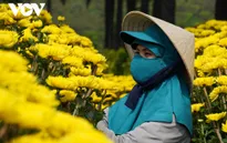Người trồng hoa, bán hoa như “ngồi trên đống lửa” vì lo ế hàng dịp Tết