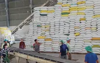 Giá gạo Việt Nam tăng mạnh