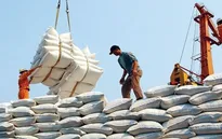 Xuất khẩu gạo giảm hơn 30% trong quý I